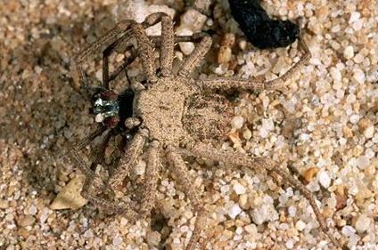 世界十大毒蜘蛛:十大最恐怖毒蜘蛛见到要躲开 世界十大毒蜘蛛:十大最恐怖毒蜘蛛见到要躲开