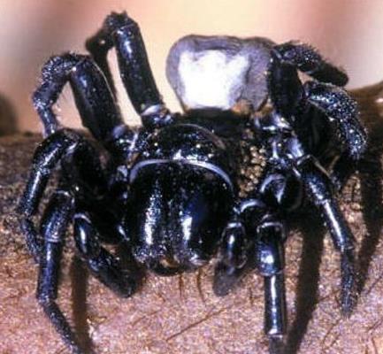 世界十大毒蜘蛛：十大最恐怖毒蜘蛛见到要躲开