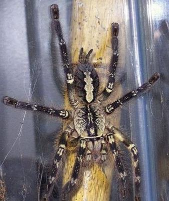 世界十大毒蜘蛛：十大最恐怖毒蜘蛛见到要躲开