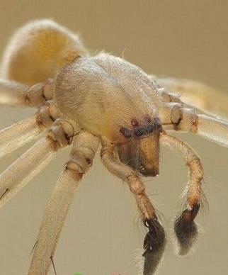 世界十大毒蜘蛛：十大最恐怖毒蜘蛛见到要躲开