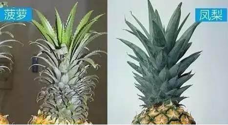 如何区分菠萝和凤梨:一张图教你快速区分菠萝和凤梨 如何区分菠萝和凤梨:一张图教你快速区分菠萝和凤梨