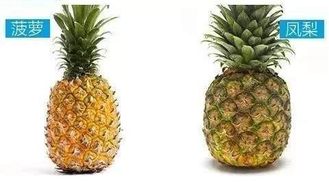 如何区分菠萝和凤梨:一张图教你快速区分菠萝和凤梨 如何区分菠萝和凤梨:一张图教你快速区分菠萝和凤梨