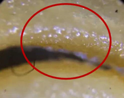 将方便面放大一千倍后吓出冷汗（图）