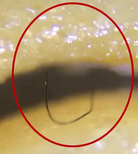 将方便面放大一千倍后吓出冷汗（图）