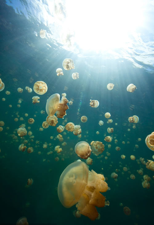 世界上最贵的游泳池：奇异的湖泊深20米游一次上百美元