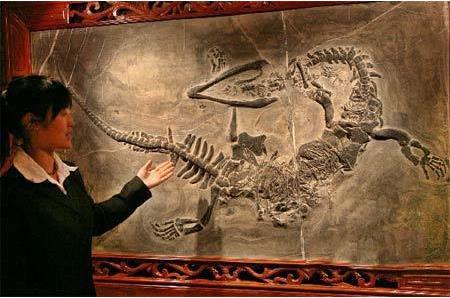 揭秘真的有龙存在吗,龙是怎么来的,龙有哪些特点