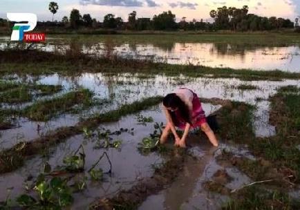 美女姐姐带弟弟在田野捉鱼 下一幕让人羡慕（组图）