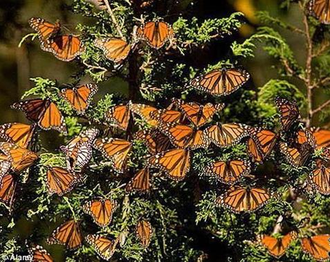 十大奇特的自然现象盘点：惊喜又不解（图）