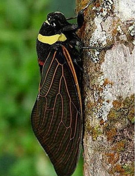 十大奇特的自然现象盘点:惊喜又不解(图) 十大奇特的自然现象盘点:惊喜又不解(图)