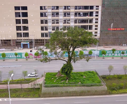 最牛钉子树活400年：全球钉子大盘点没有最强只有更强