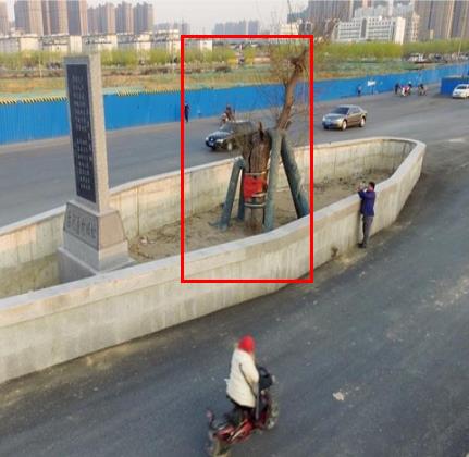 最牛钉子树活400年：全球钉子大盘点没有最强只有更强