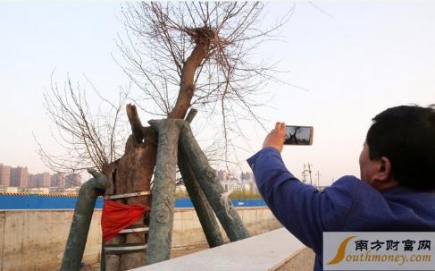 最牛钉子树活400年：全球钉子大盘点没有最强只有更强