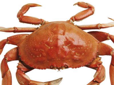 女生说吃螃蟹什么意思:吃螃蟹的好处,女生说赵子龙什么意思 女生说吃螃蟹什么意思:吃螃蟹的好处,女生说赵子龙什么意思