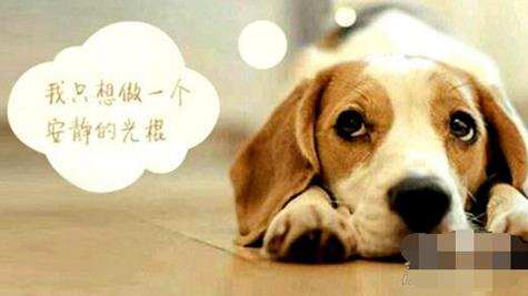 母胎solo什么意思：母胎solo出处及发展经历,母胎solo表情包