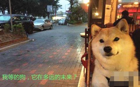 母胎solo什么意思：母胎solo出处及发展经历,母胎solo表情包