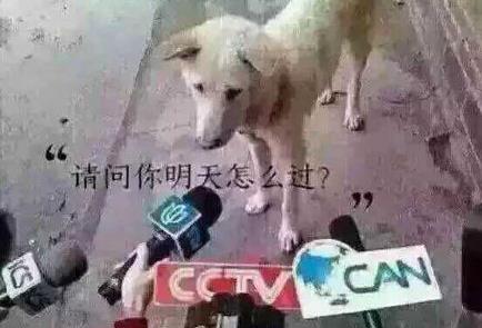 母胎solo什么意思：母胎solo出处及发展经历,母胎solo表情包