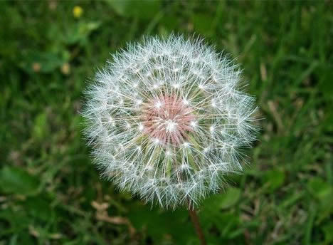 婆婆丁是什么:蒲公英是婆婆丁吗,蒲公英和婆婆丁的区别 婆婆丁是什么:蒲公英是婆婆丁吗,蒲公英和婆婆丁的区别