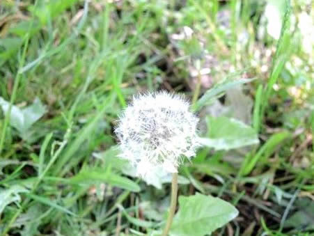 婆婆丁是什么:蒲公英是婆婆丁吗,蒲公英和婆婆丁的区别 婆婆丁是什么:蒲公英是婆婆丁吗,蒲公英和婆婆丁的区别