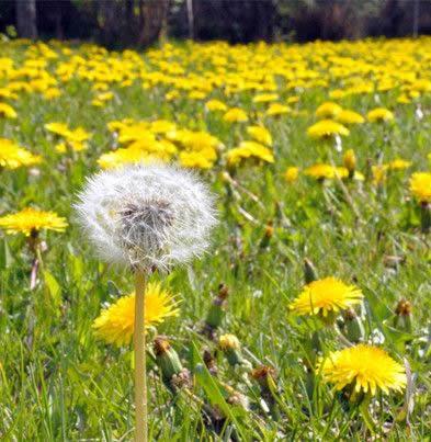 婆婆丁是什么:蒲公英是婆婆丁吗,蒲公英和婆婆丁的区别 婆婆丁是什么:蒲公英是婆婆丁吗,蒲公英和婆婆丁的区别