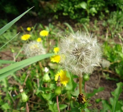 婆婆丁是什么:蒲公英是婆婆丁吗,蒲公英和婆婆丁的区别 婆婆丁是什么:蒲公英是婆婆丁吗,蒲公英和婆婆丁的区别