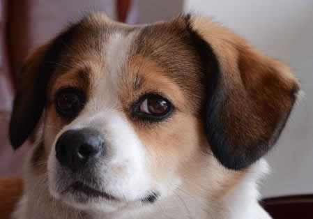 梦见被狗咬：梦见被狗咬了什么意思,梦见被狗咬好不好