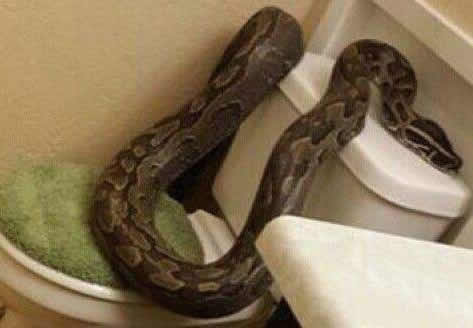 女子被窝里发现蛇：半夜被窝钻进蛇,关于蛇的故事