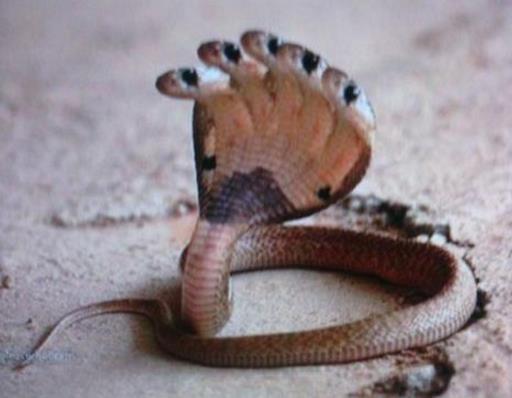 女子被窝里发现蛇：半夜被窝钻进蛇,关于蛇的故事