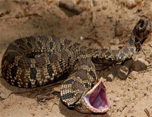 女子被窝里发现蛇：半夜被窝钻进蛇,关于蛇的故事