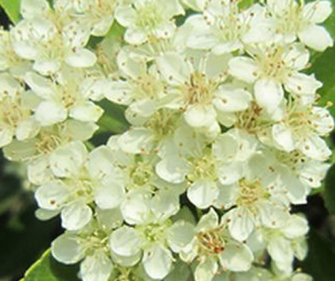 石楠花催情是真的吗：石楠花为什么叫最污花,石楠花花语介绍