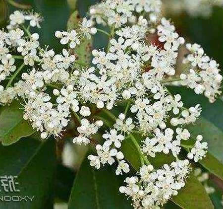 石楠花催情是真的吗:石楠花为什么叫最污花,石楠花花语介绍