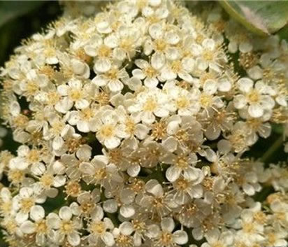 石楠花能灭蚊吗:石楠花有污花之称有什么作用介绍 石楠花能灭蚊吗:石楠花有污花之称有什么作用介绍