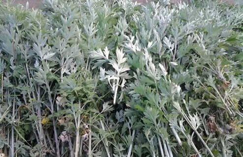 艾草的功效与作用:艾草是什么样子的,可以泡茶吗有哪些