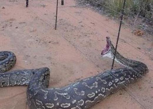 关于中国民间蛇的故事:民间蛇发故事一条有法力的蛇 关于中国民间蛇的故事:民间蛇发故事一条有法力的蛇