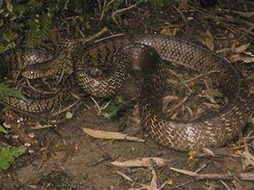 关于中国民间蛇的故事:民间蛇发故事一条有法力的蛇 关于中国民间蛇的故事:民间蛇发故事一条有法力的蛇