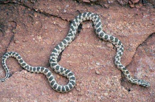 关于中国民间蛇的故事:民间蛇发故事一条有法力的蛇 关于中国民间蛇的故事:民间蛇发故事一条有法力的蛇