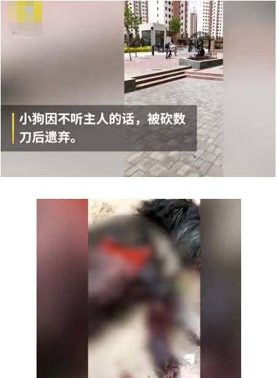 小狗吃2饺子被砍死：不爱，请不要伤害它（图）