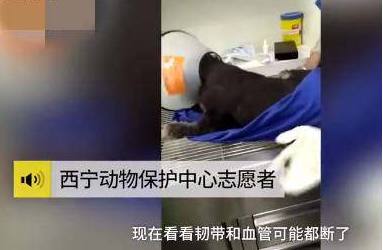 小狗吃2饺子被砍死：不爱，请不要伤害它（图）