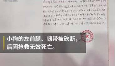 小狗吃2饺子被砍死：不爱，请不要伤害它（图）