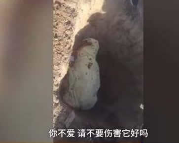 小狗吃2饺子被砍死：不爱，请不要伤害它（图）