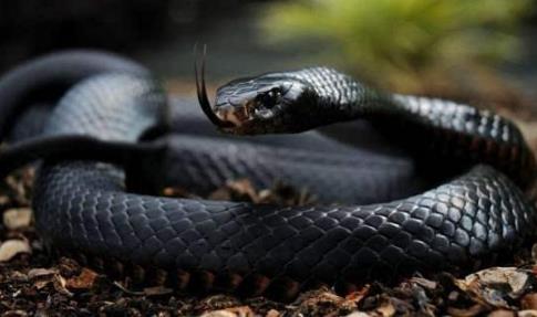 世界最致命的蛇:一定小心这十大最毒的蛇,否则会致命