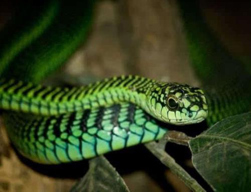 世界最致命的蛇:一定小心这十大最毒蛇,否则会致命 世界最致命的蛇:一定小心这十大最毒蛇,否则会致命