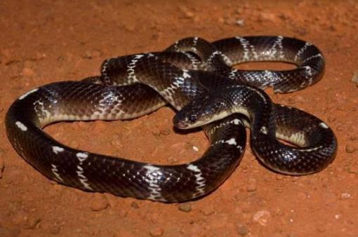 世界最致命的蛇:一定小心这十大最毒蛇,否则会致命 世界最致命的蛇:一定小心这十大最毒蛇,否则会致命