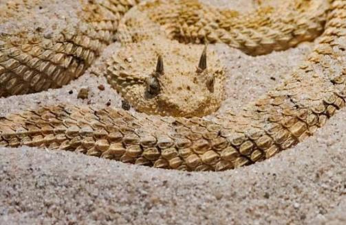 世界最致命的蛇:一定小心这十大最毒蛇,否则会致命 世界最致命的蛇:一定小心这十大最毒蛇,否则会致命