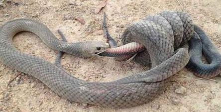 世界最致命的蛇:十大致命毒蛇排行榜