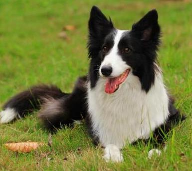 最聪明的狗排名：狗狗智商有多高,十大狗狗智商排名