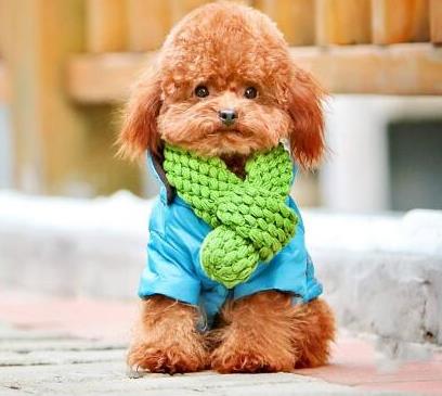 最聪明的狗排名：狗狗智商有多高,十大狗狗智商排名