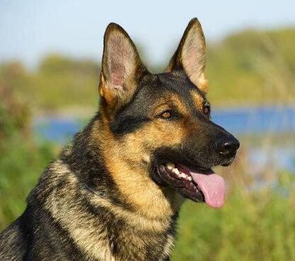 最聪明的狗排名：狗狗智商有多高,十大狗狗智商排名