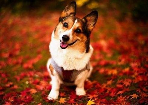 最聪明的狗排名:狗狗智商有多高,十大狗狗智商排名 最聪明的狗排名:狗狗智商有多高,十大狗狗智商排名