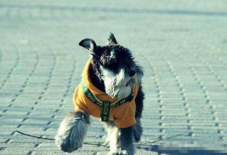 最聪明的狗排名:狗狗智商有多高,十大狗狗智商排名 最聪明的狗排名:狗狗智商有多高,十大狗狗智商排名