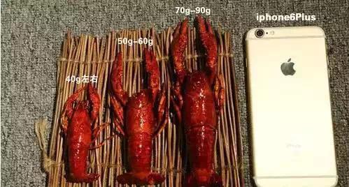 小龙虾全世界都爱吃:2018小龙虾价格,小龙虾正确吃法图解 小龙虾全世界都爱吃:2018小龙虾价格,小龙虾正确吃法图解